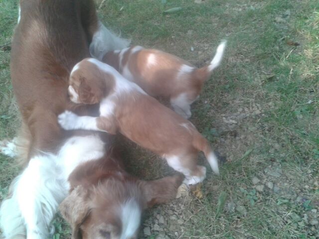 des Hauts de L'Espinouse - Nouvelles photos des chiots