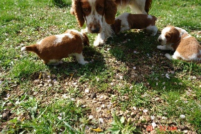 des Hauts de L'Espinouse - Nouvelles des chiots