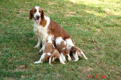 des Hauts de L'Espinouse - Nouvelles des chiots de Coquine et Sunny