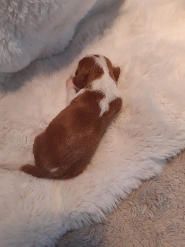 des Hauts de L'Espinouse - Chiots disponibles - Welsh Springer Spaniel