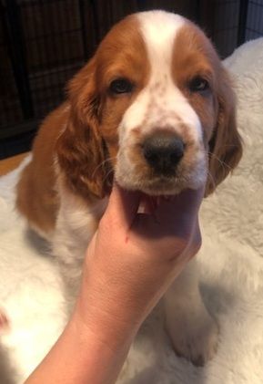 des Hauts de L'Espinouse - Chiots disponibles - Welsh Springer Spaniel