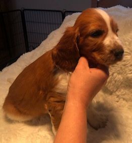 des Hauts de L'Espinouse - Chiots disponibles - Welsh Springer Spaniel