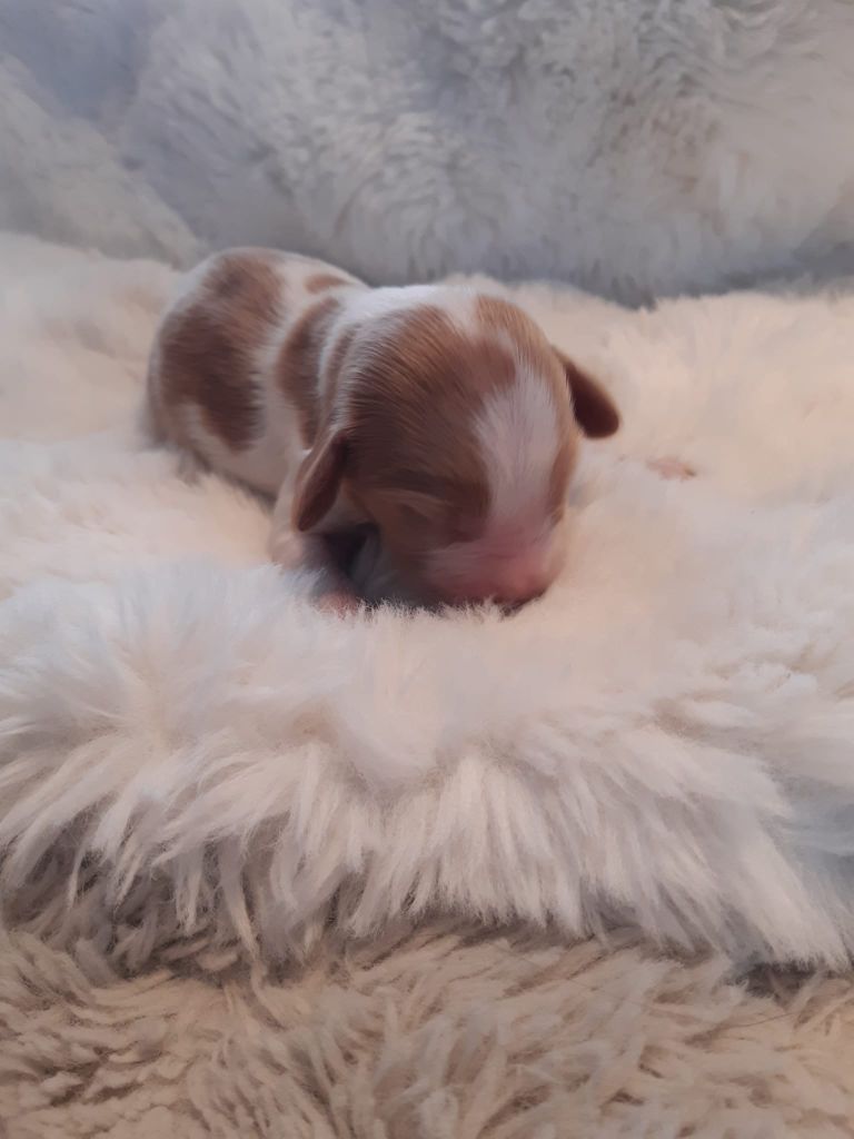 des Hauts de L'Espinouse - Chiots disponibles - Welsh Springer Spaniel