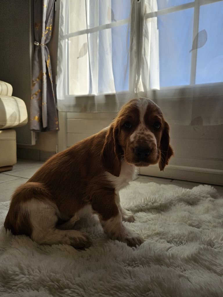 des Hauts de L'Espinouse - Chiots disponibles - Welsh Springer Spaniel