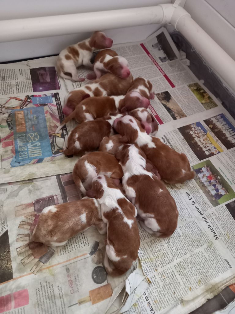 Chiot Welsh Springer Spaniel des Hauts de L'Espinouse