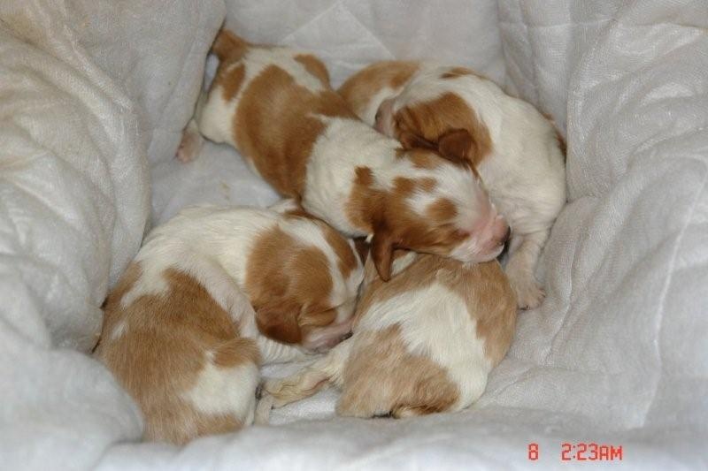 des Hauts de L'Espinouse - Welsh Springer Spaniel - Portée née le 29/11/2010