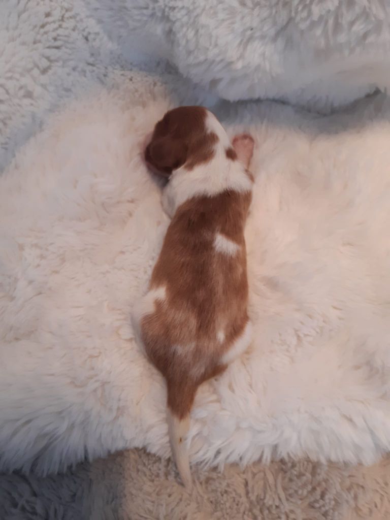 des Hauts de L'Espinouse - Chiots disponibles - Welsh Springer Spaniel