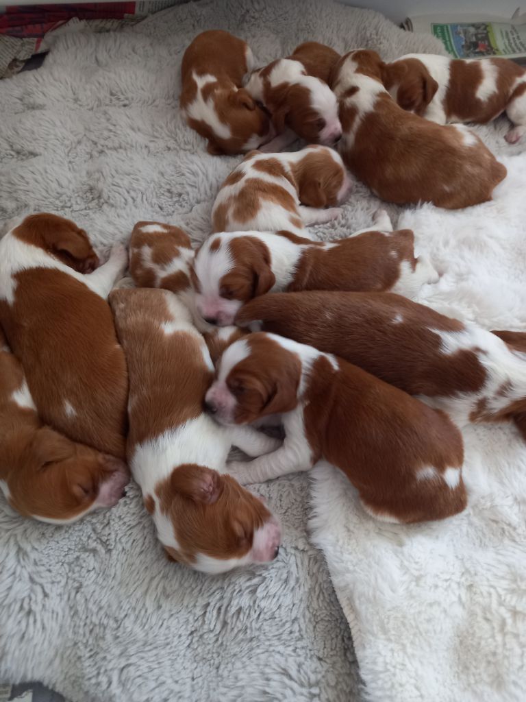 Chiot Welsh Springer Spaniel des Hauts de L'Espinouse