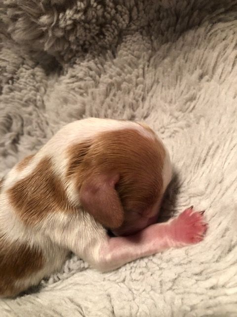 des Hauts de L'Espinouse - Chiots disponibles - Welsh Springer Spaniel