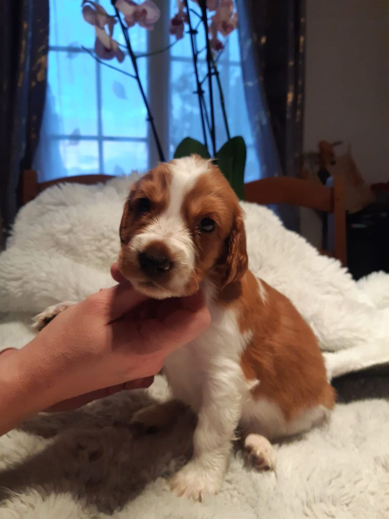 des Hauts de L'Espinouse - Chiots disponibles - Welsh Springer Spaniel