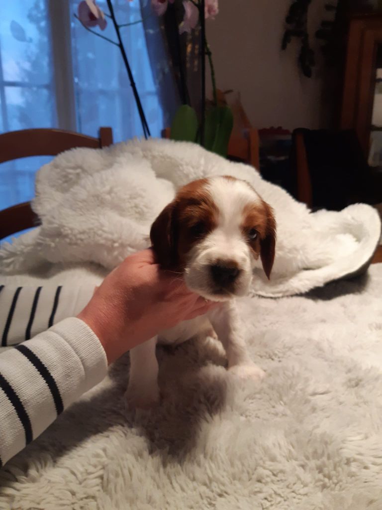 des Hauts de L'Espinouse - Chiots disponibles - Welsh Springer Spaniel