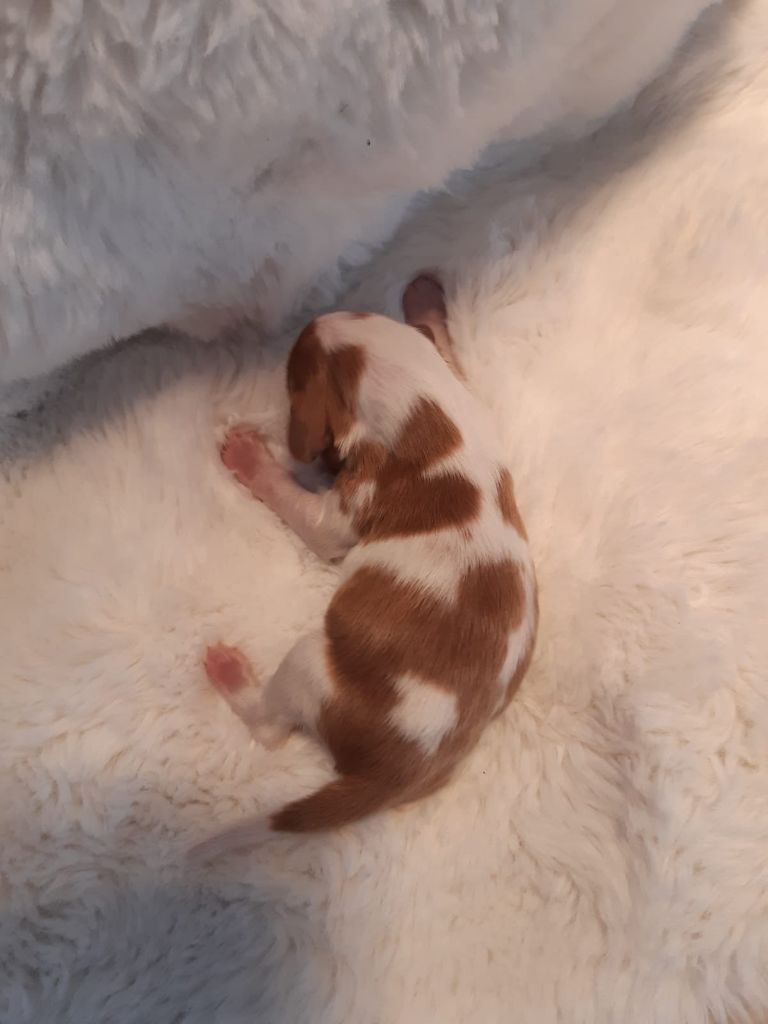 des Hauts de L'Espinouse - Chiots disponibles - Welsh Springer Spaniel