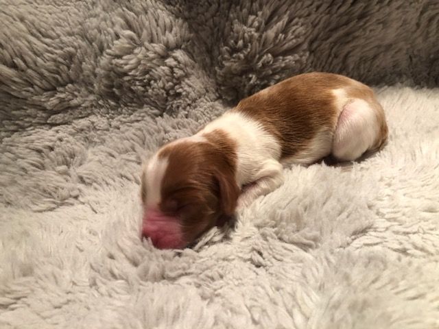 des Hauts de L'Espinouse - Chiots disponibles - Welsh Springer Spaniel
