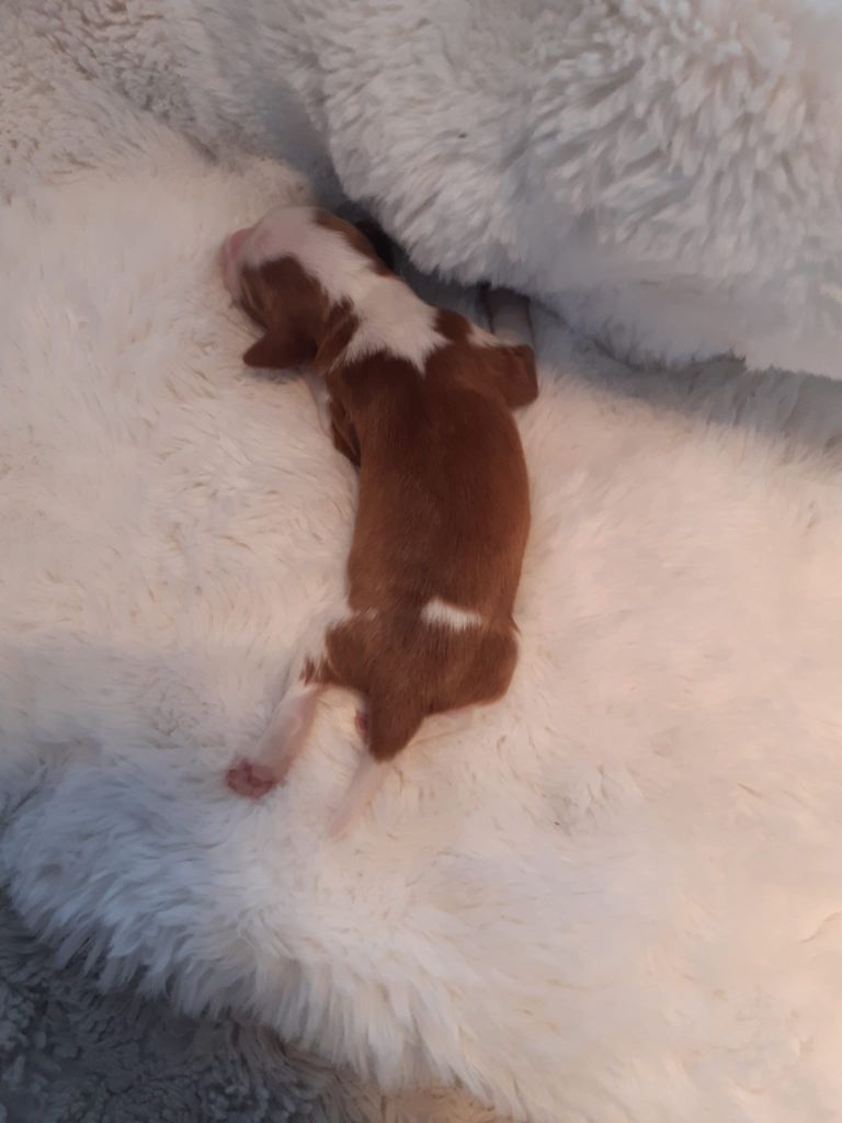 des Hauts de L'Espinouse - Chiots disponibles - Welsh Springer Spaniel