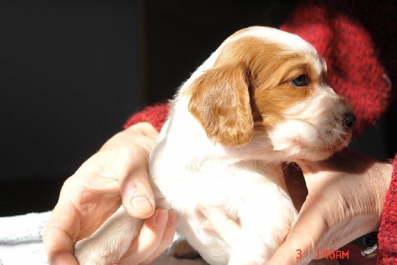 des Hauts de L'Espinouse - Welsh Springer Spaniel - Portée née le 06/10/2008