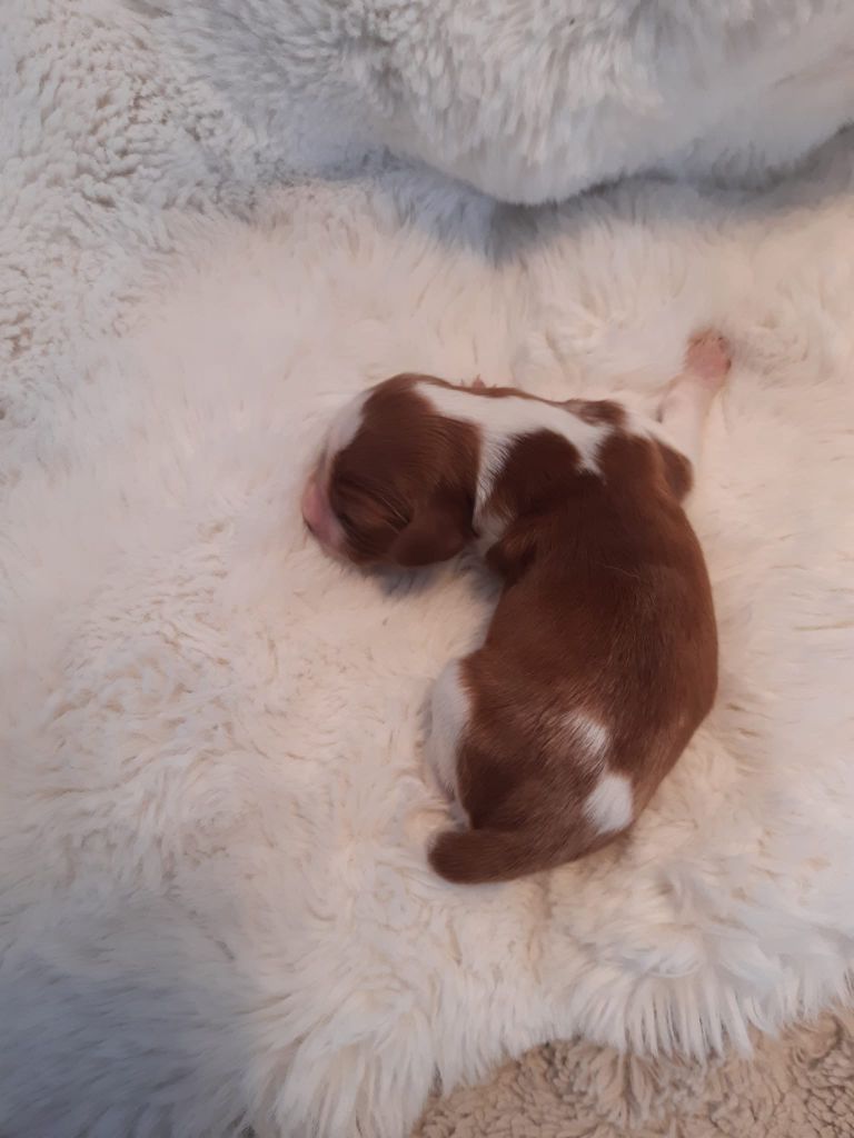 des Hauts de L'Espinouse - Chiots disponibles - Welsh Springer Spaniel