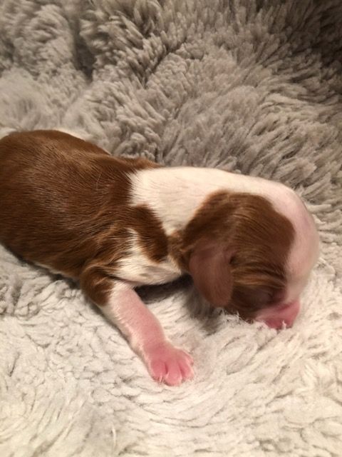 des Hauts de L'Espinouse - Chiots disponibles - Welsh Springer Spaniel
