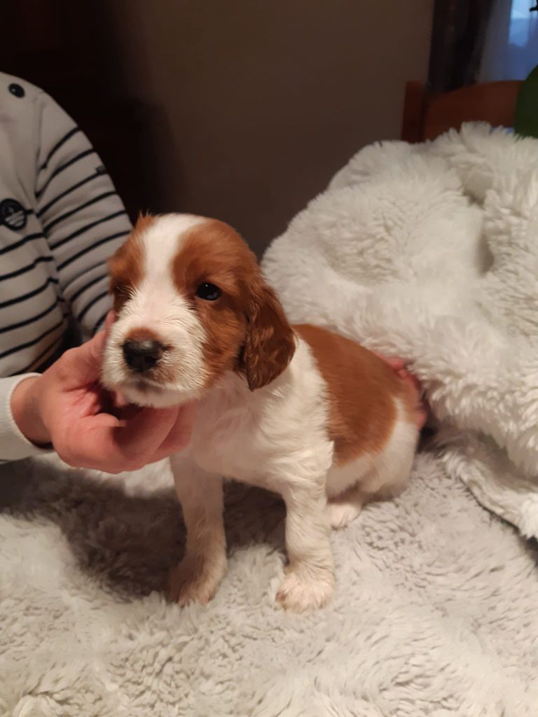 des Hauts de L'Espinouse - Chiots disponibles - Welsh Springer Spaniel