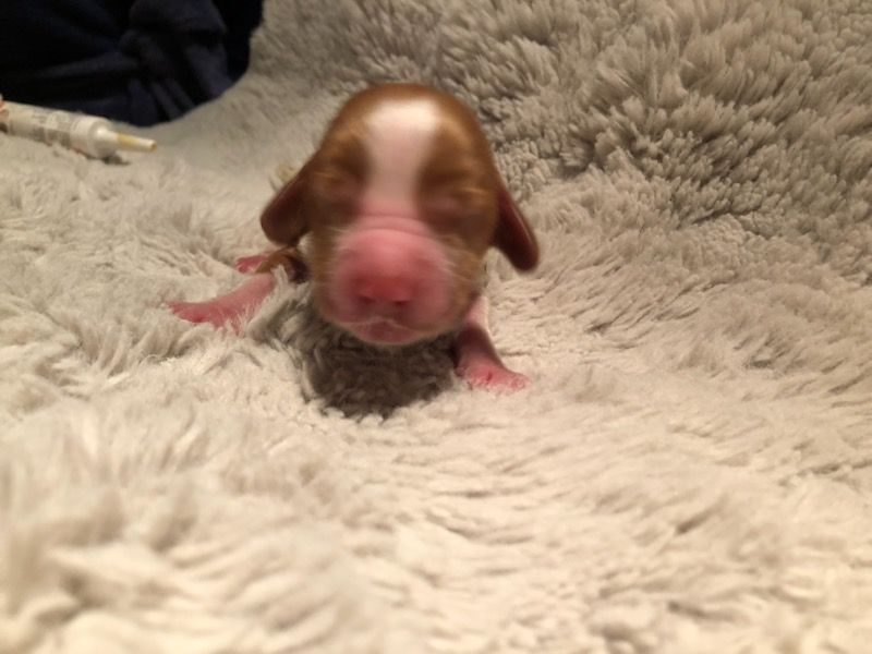 des Hauts de L'Espinouse - Chiots disponibles - Welsh Springer Spaniel