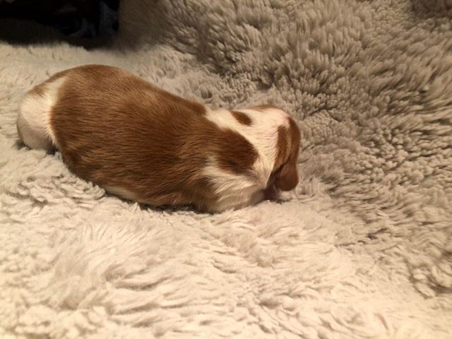 des Hauts de L'Espinouse - Chiots disponibles - Welsh Springer Spaniel