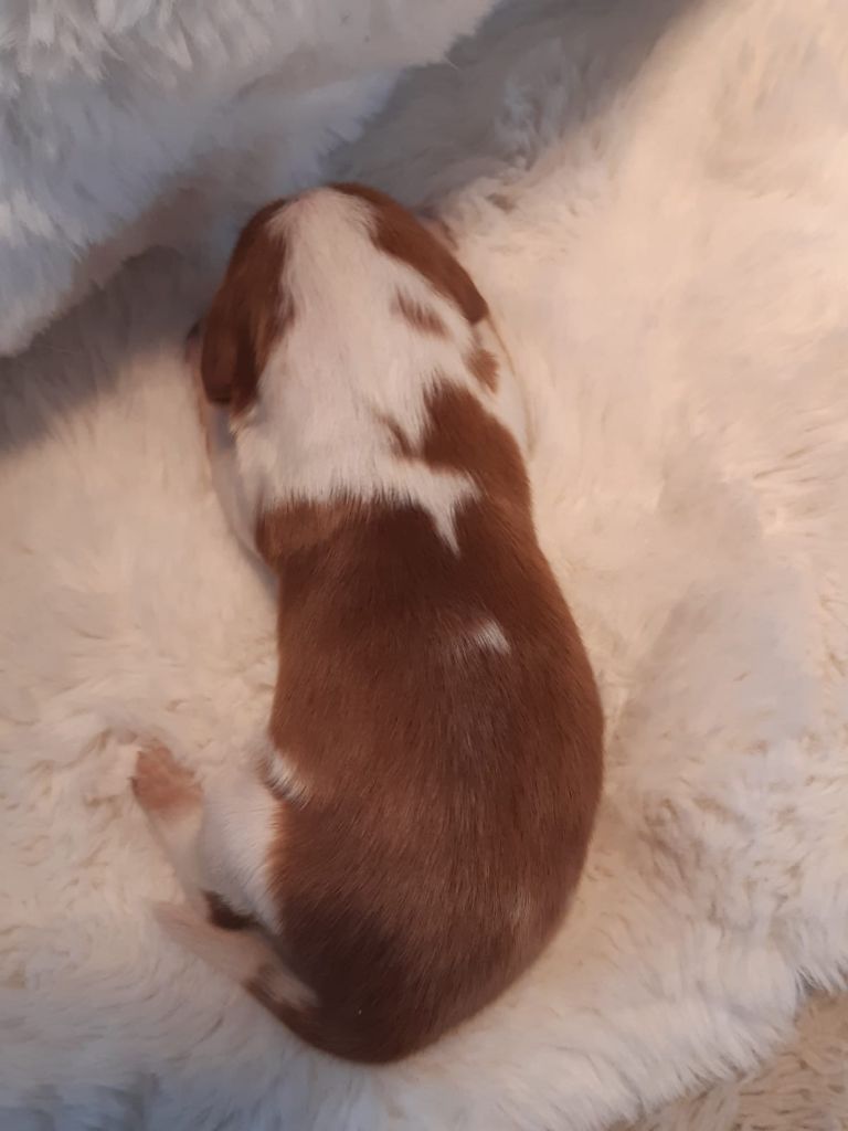 des Hauts de L'Espinouse - Chiots disponibles - Welsh Springer Spaniel