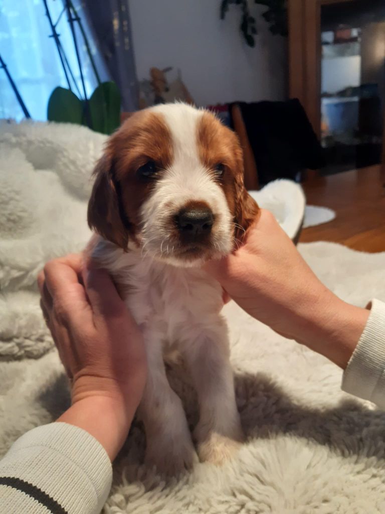 des Hauts de L'Espinouse - Chiots disponibles - Welsh Springer Spaniel