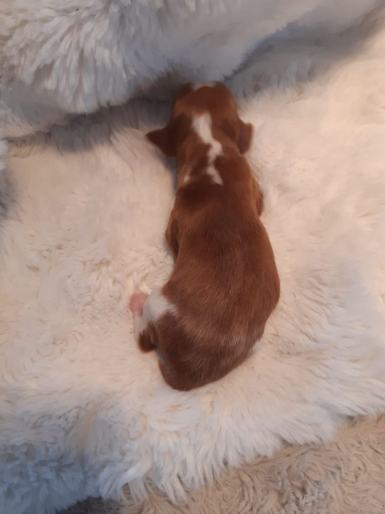 des Hauts de L'Espinouse - Chiots disponibles - Welsh Springer Spaniel
