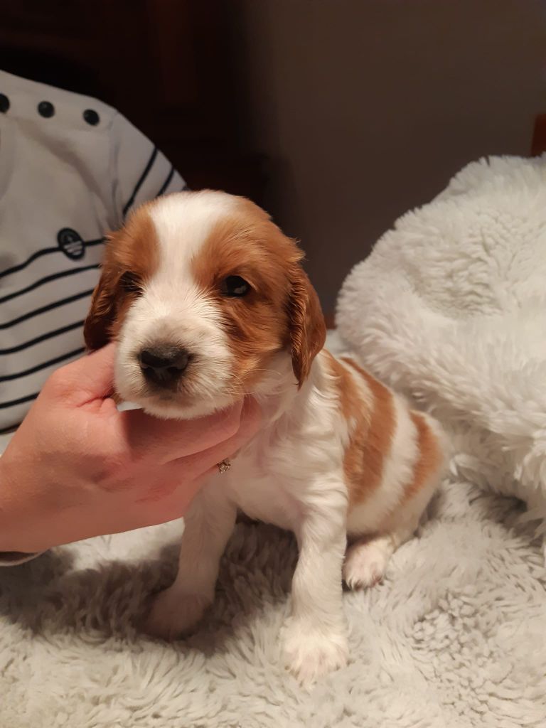 des Hauts de L'Espinouse - Chiots disponibles - Welsh Springer Spaniel